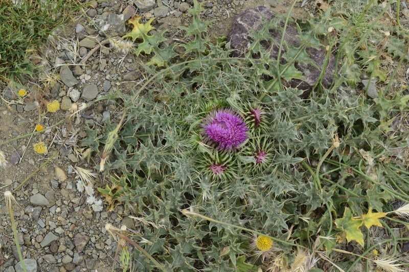 Carduus ballii photo 7