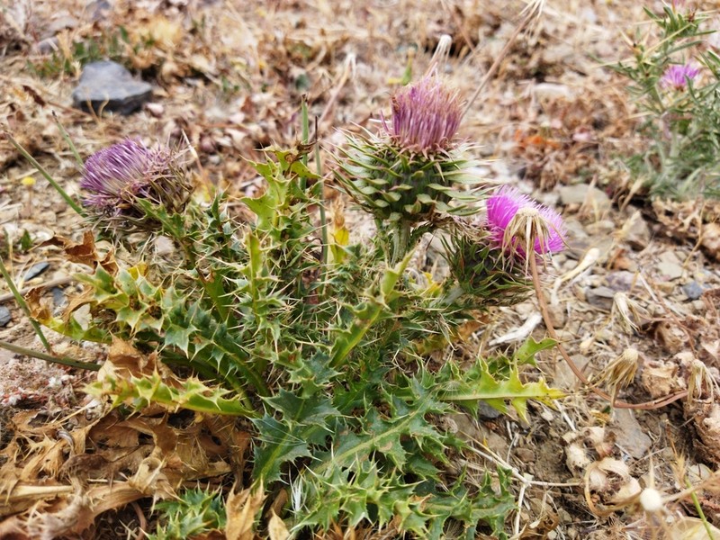 Carduus ballii photo 8