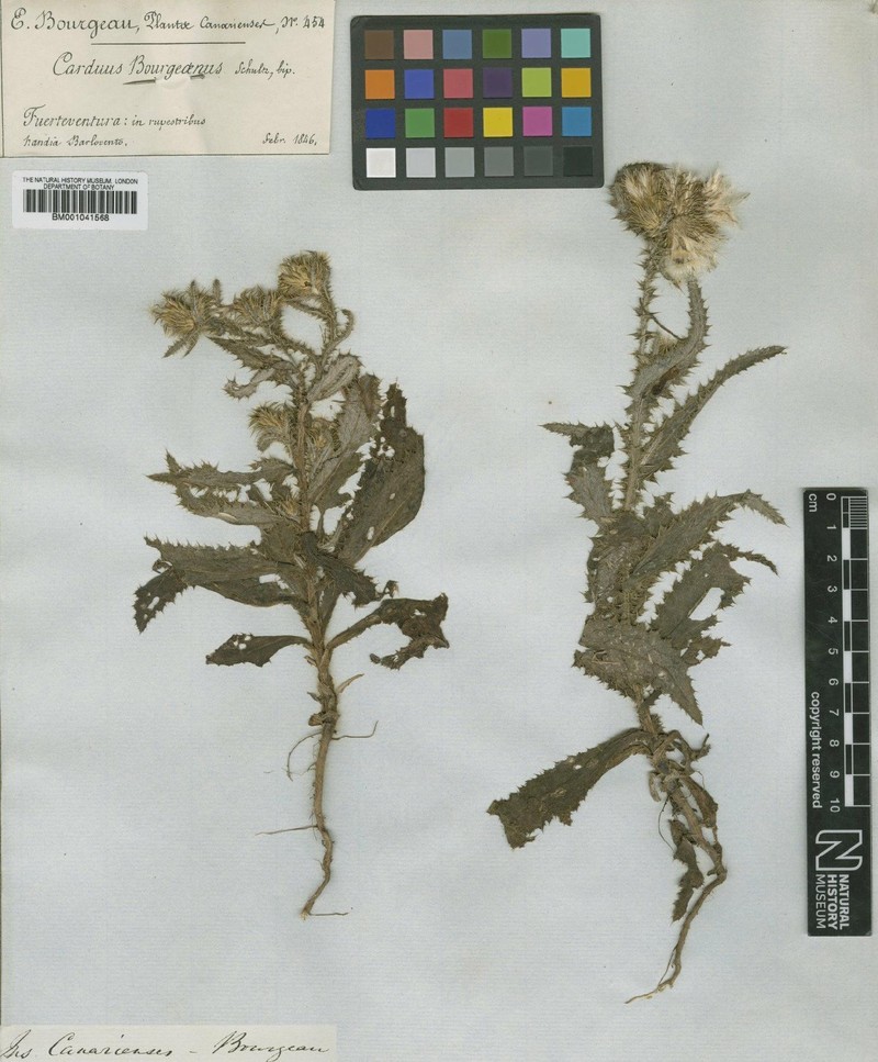 Carduus bourgaei