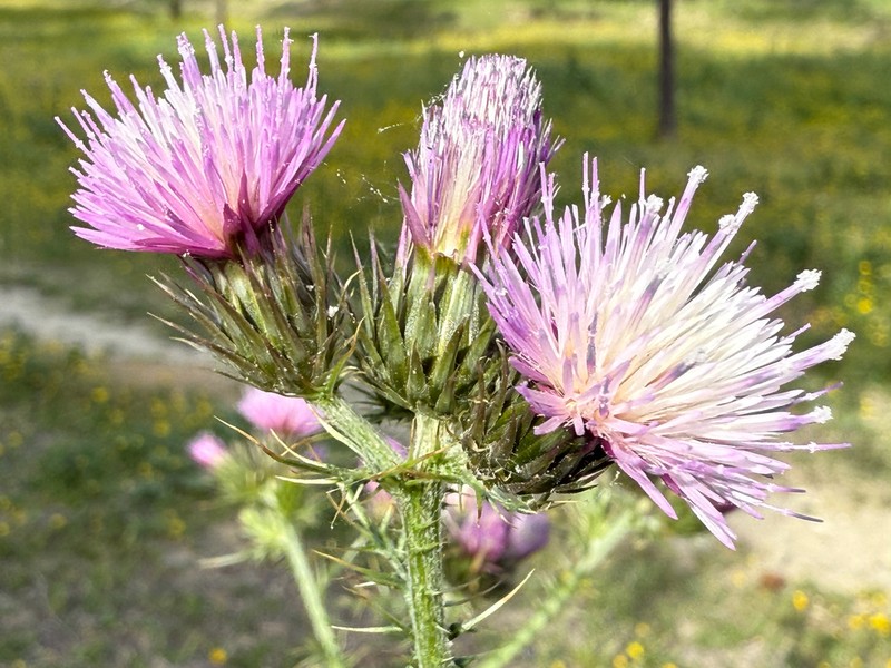 Carduus bourgeanus