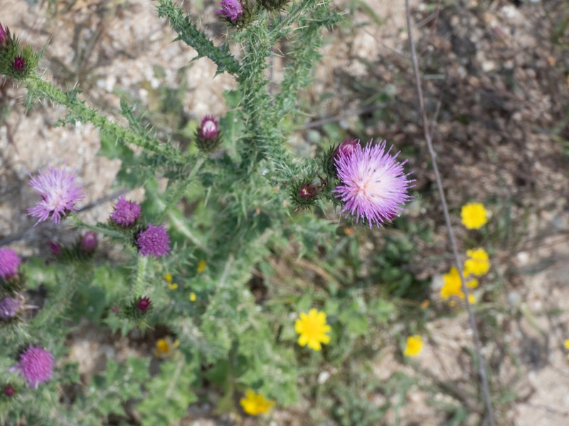 Carduus bourgeanus photo 2