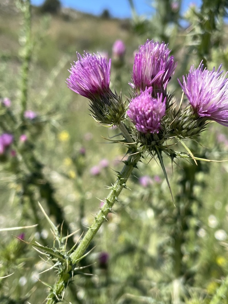 Carduus bourgeanus photo 3
