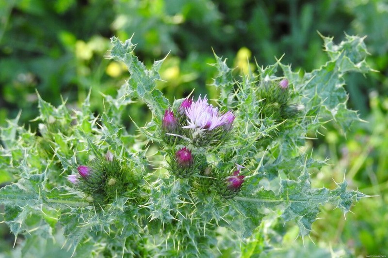 Carduus bourgeanus photo 5