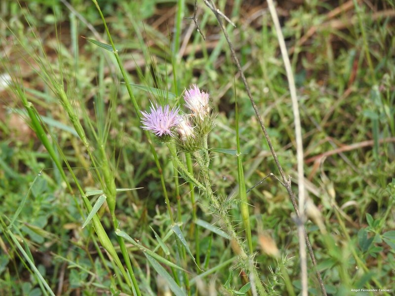 Carduus bourgeanus photo 6