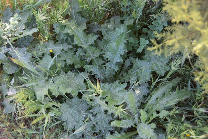 Carduus bourgeanus photo 7