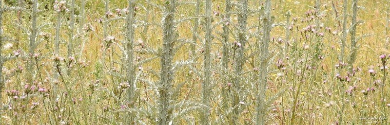 Carduus bourgeanus photo 8