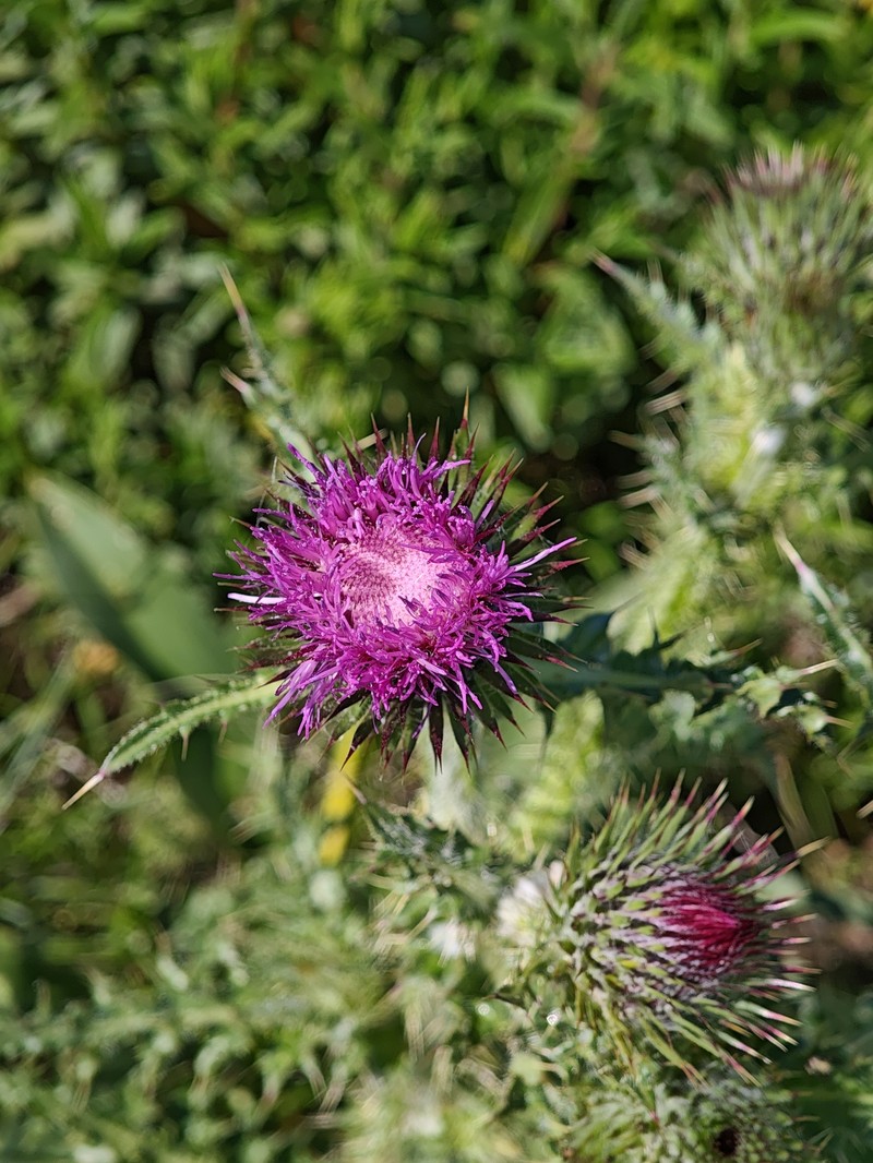 Carduus broteroi