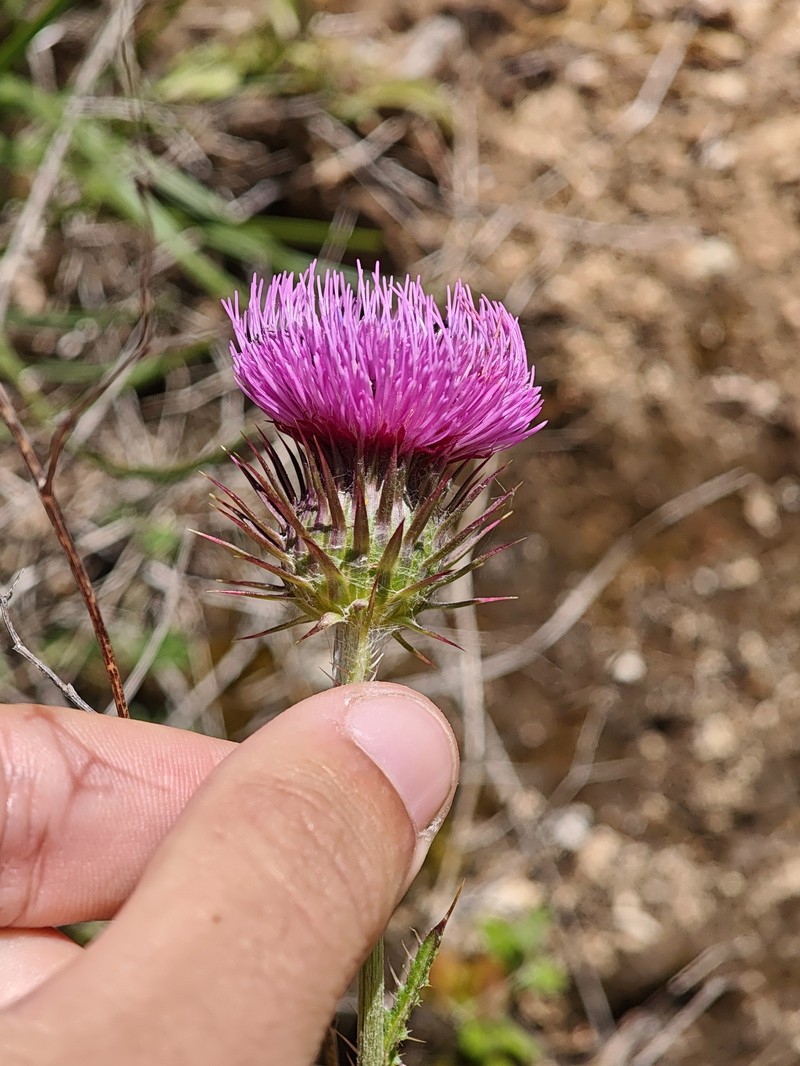 Carduus broteroi photo 2