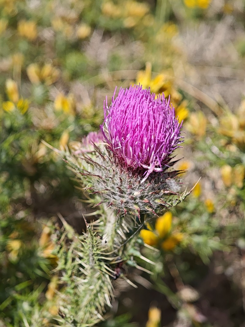 Carduus broteroi photo 3