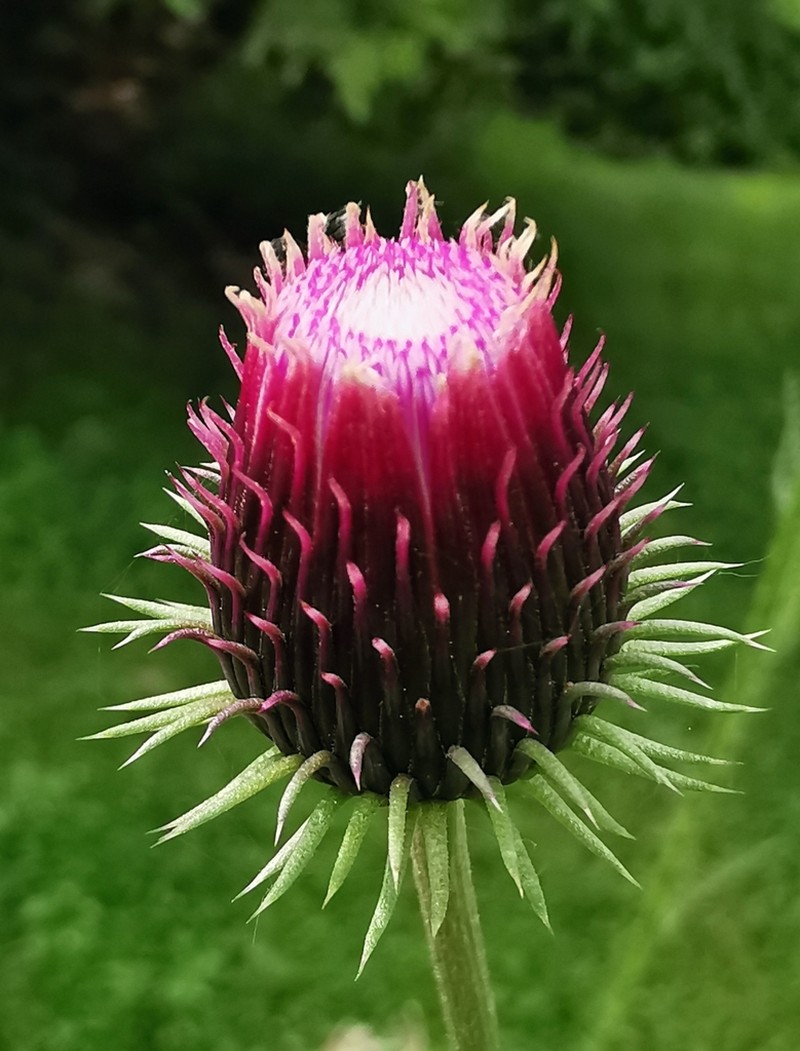 Carduus candicans