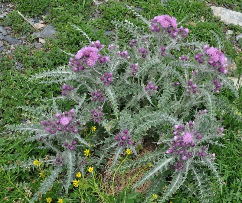Carduus carlinoides photo 2
