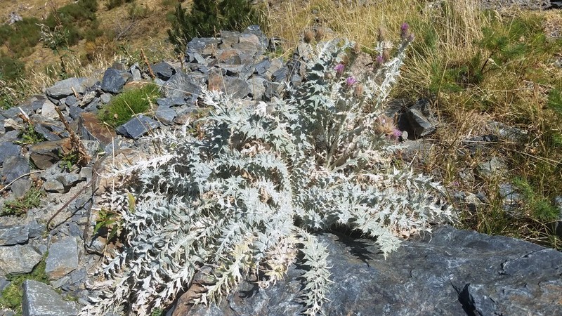 Carduus carlinoides photo 3