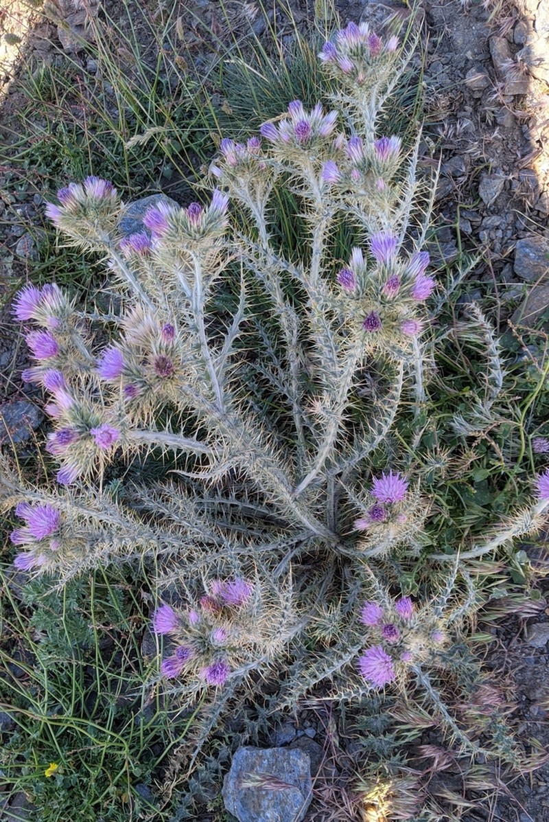 Carduus carlinoides photo 4