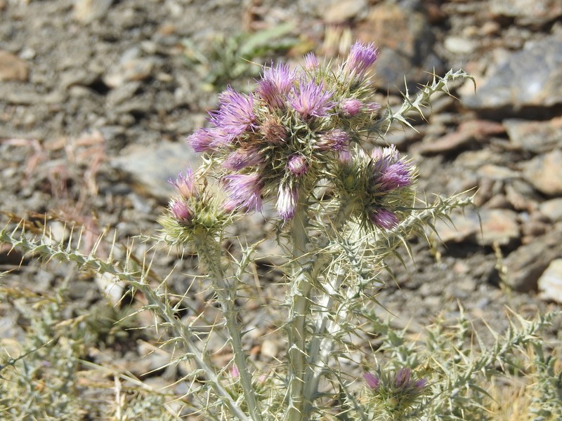 Carduus carlinoides photo 5