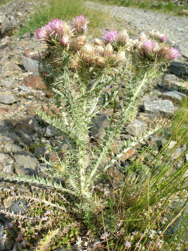 Carduus carlinoides photo 6