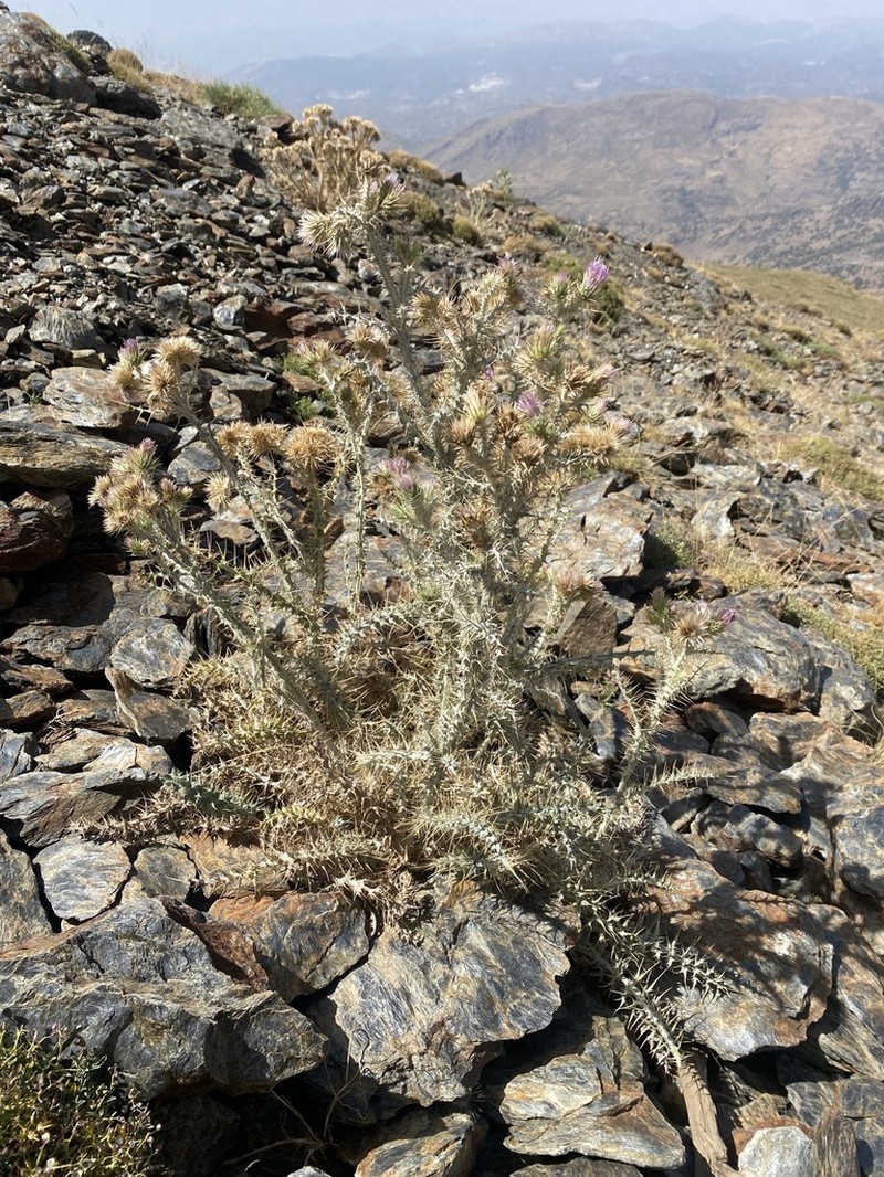 Carduus carlinoides photo 8
