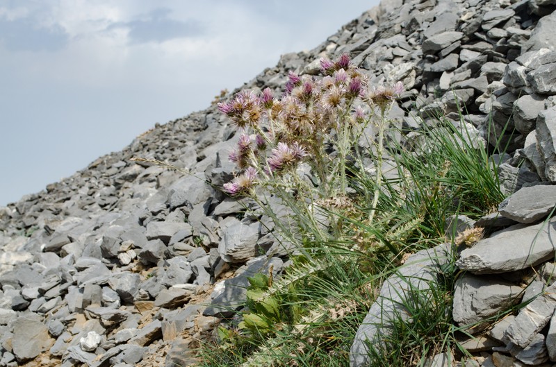 Carduus carlinoides subsp. carlinoides