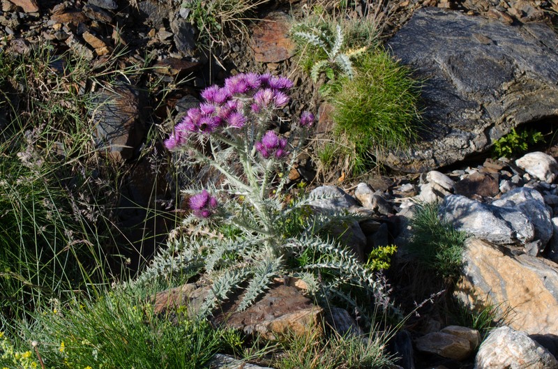 Carduus carlinoides subsp. carlinoides photo 2