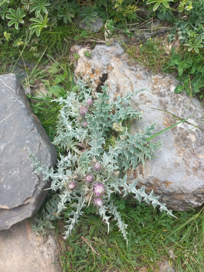 Carduus carlinoides subsp. carlinoides photo 3