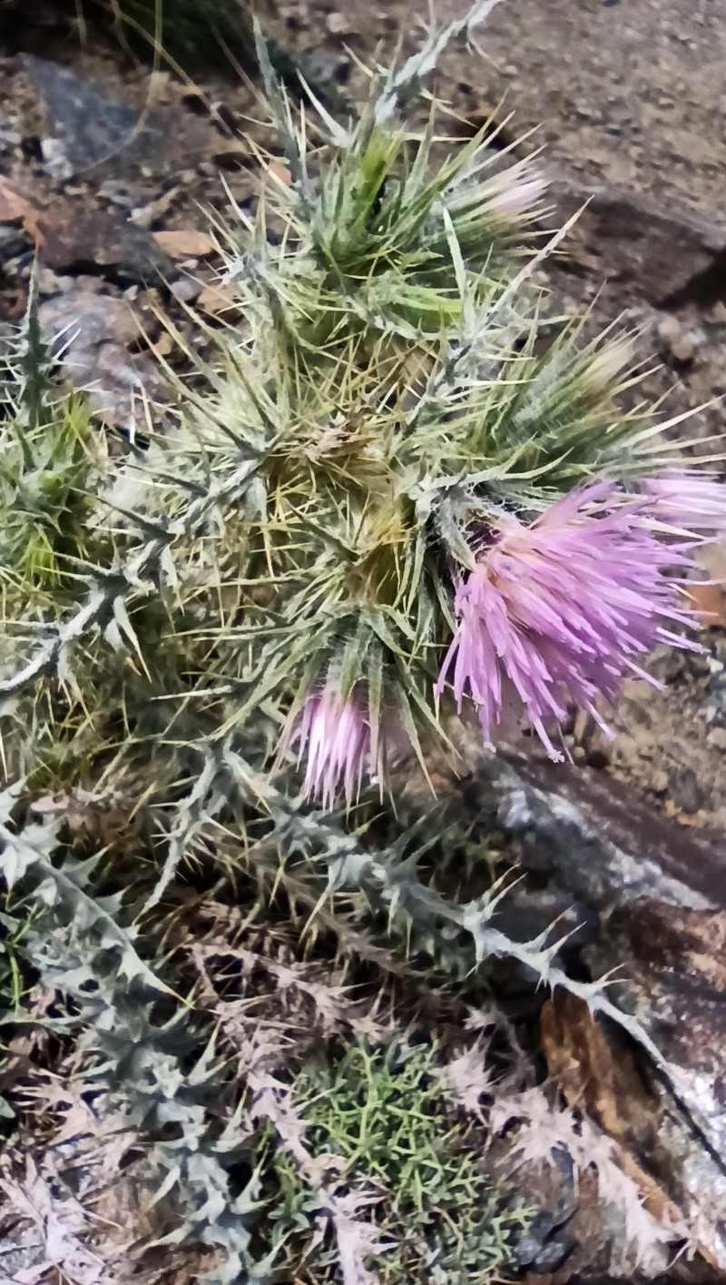 Carduus carlinoides subsp. hispanicus