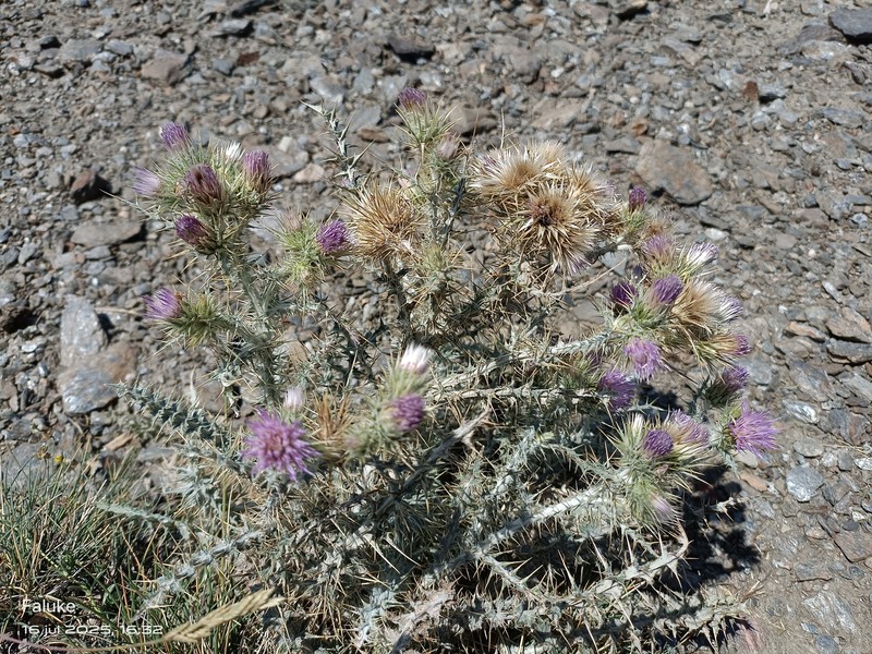 Carduus carlinoides subsp. hispanicus photo 2