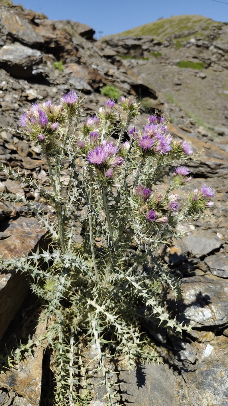 Carduus carlinoides subsp. hispanicus photo 3
