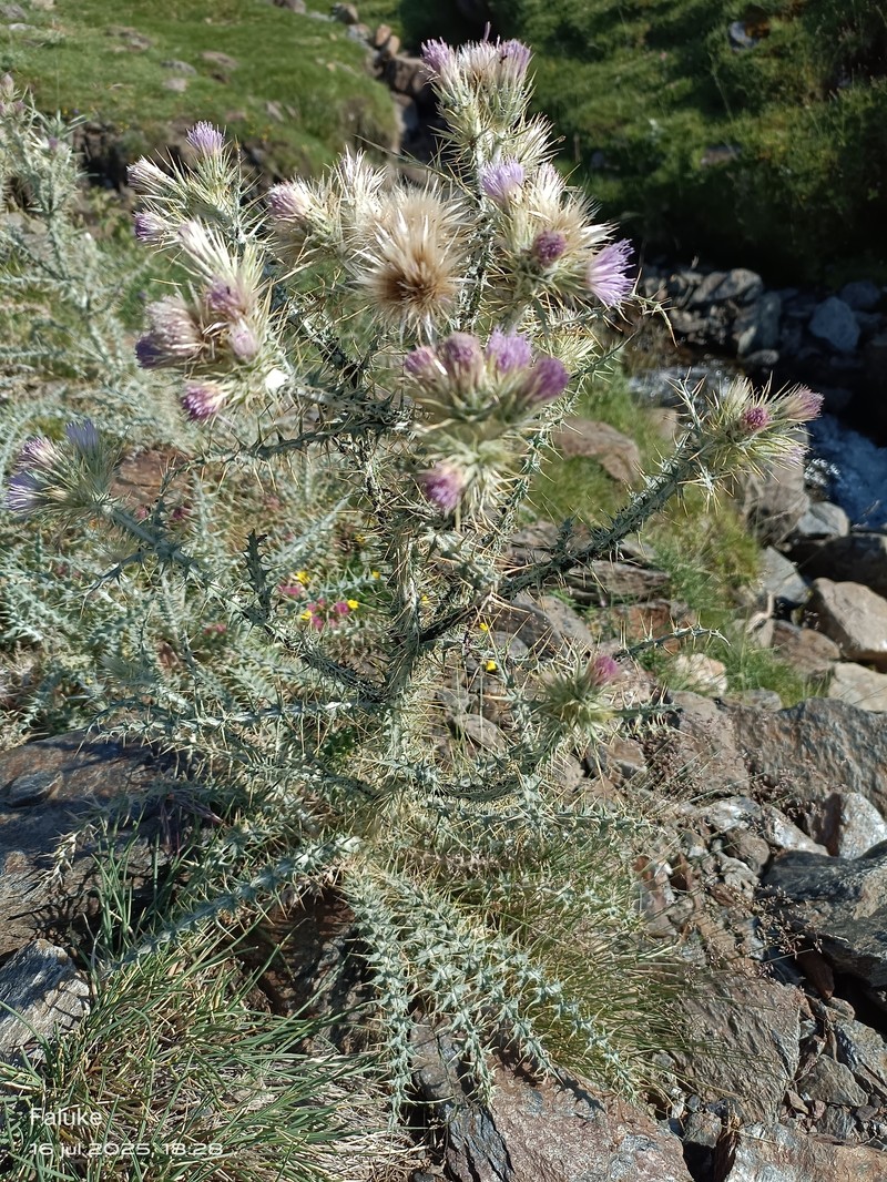 Carduus carlinoides subsp. hispanicus photo 4
