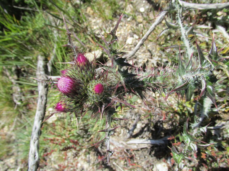 Carduus carpetanus