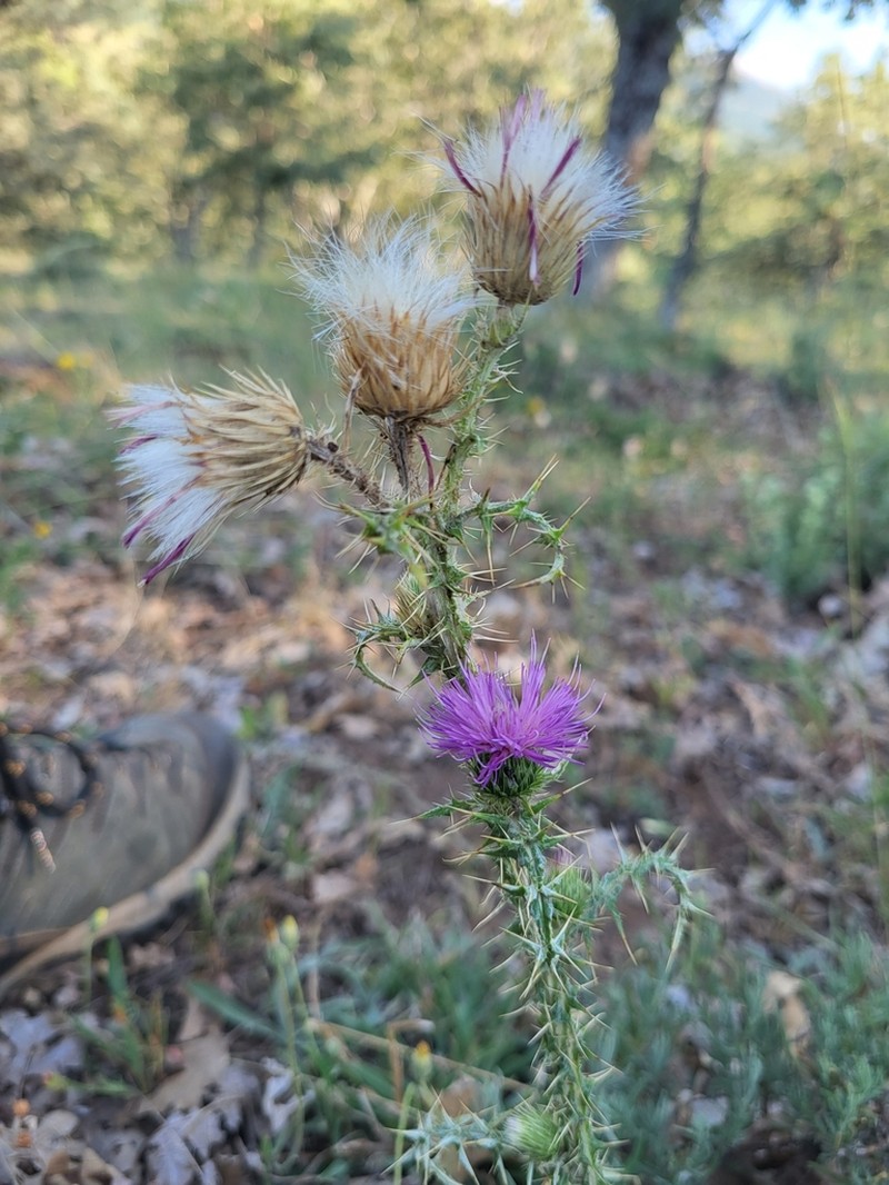 Carduus carpetanus photo 2
