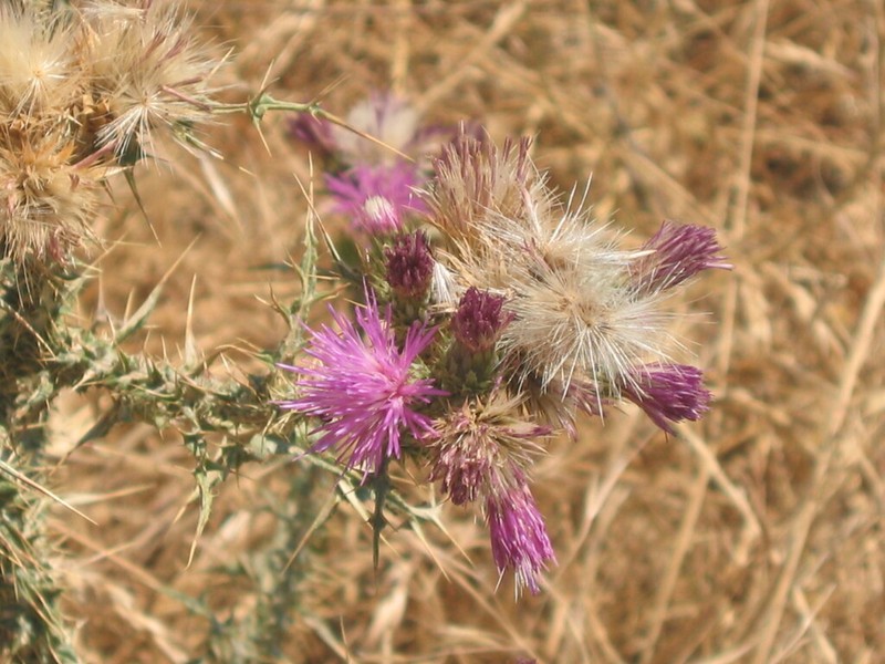 Carduus carpetanus photo 3