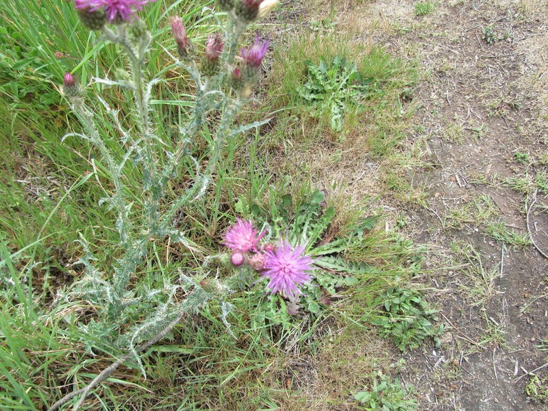 Carduus carpetanus photo 4