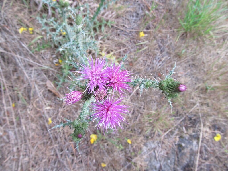 Carduus carpetanus photo 5