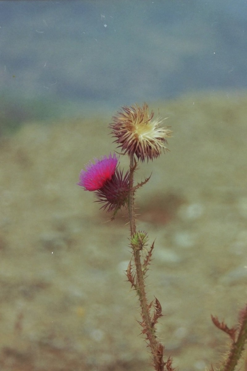 Carduus carpetanus photo 6