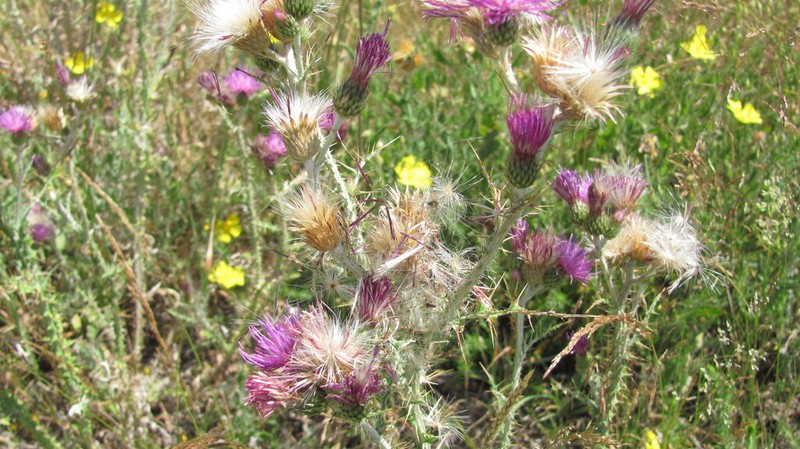 Carduus carpetanus photo 8