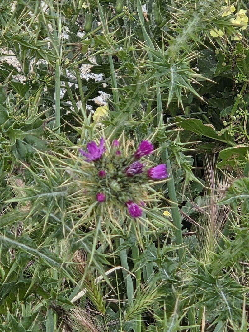 Carduus cephalanthus photo 2