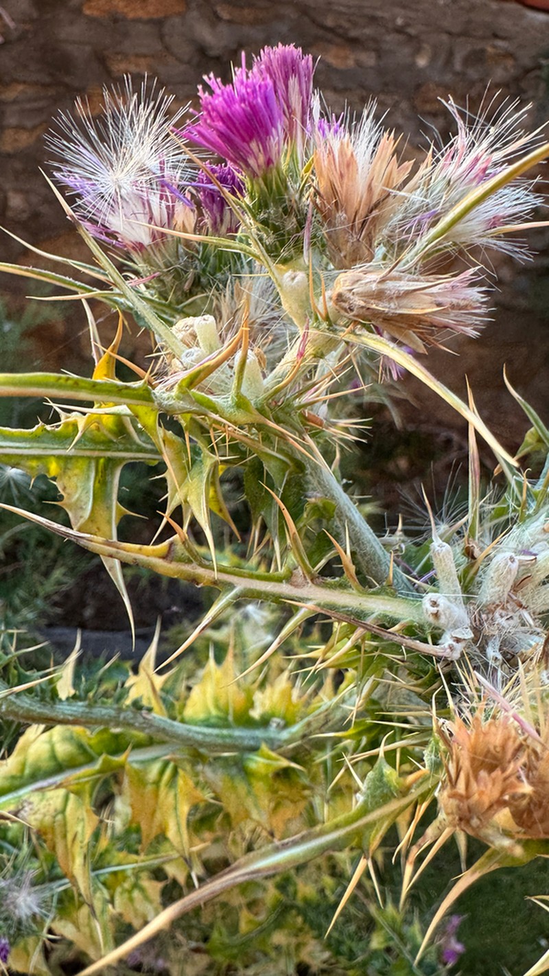 Carduus cephalanthus photo 3