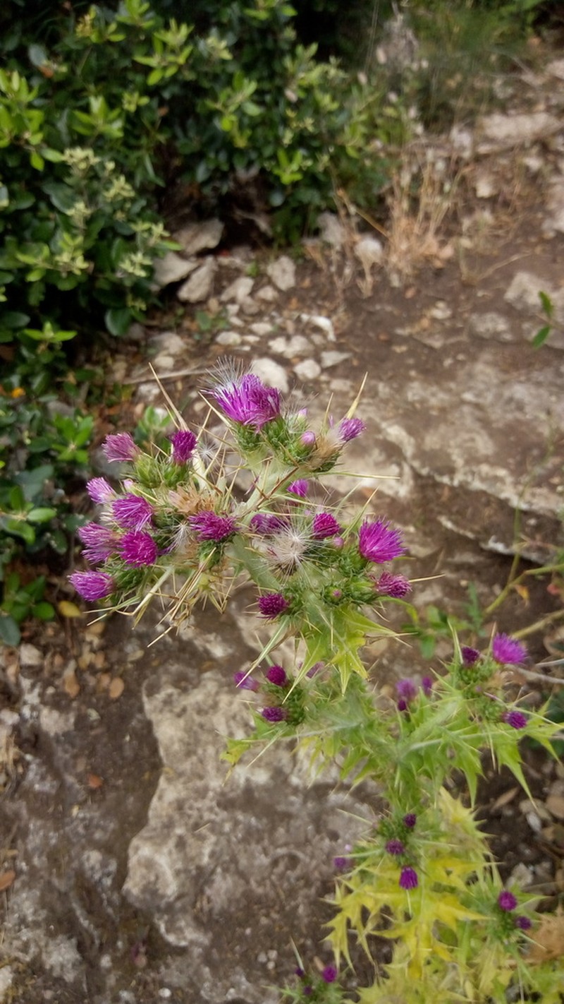 Carduus cephalanthus photo 4