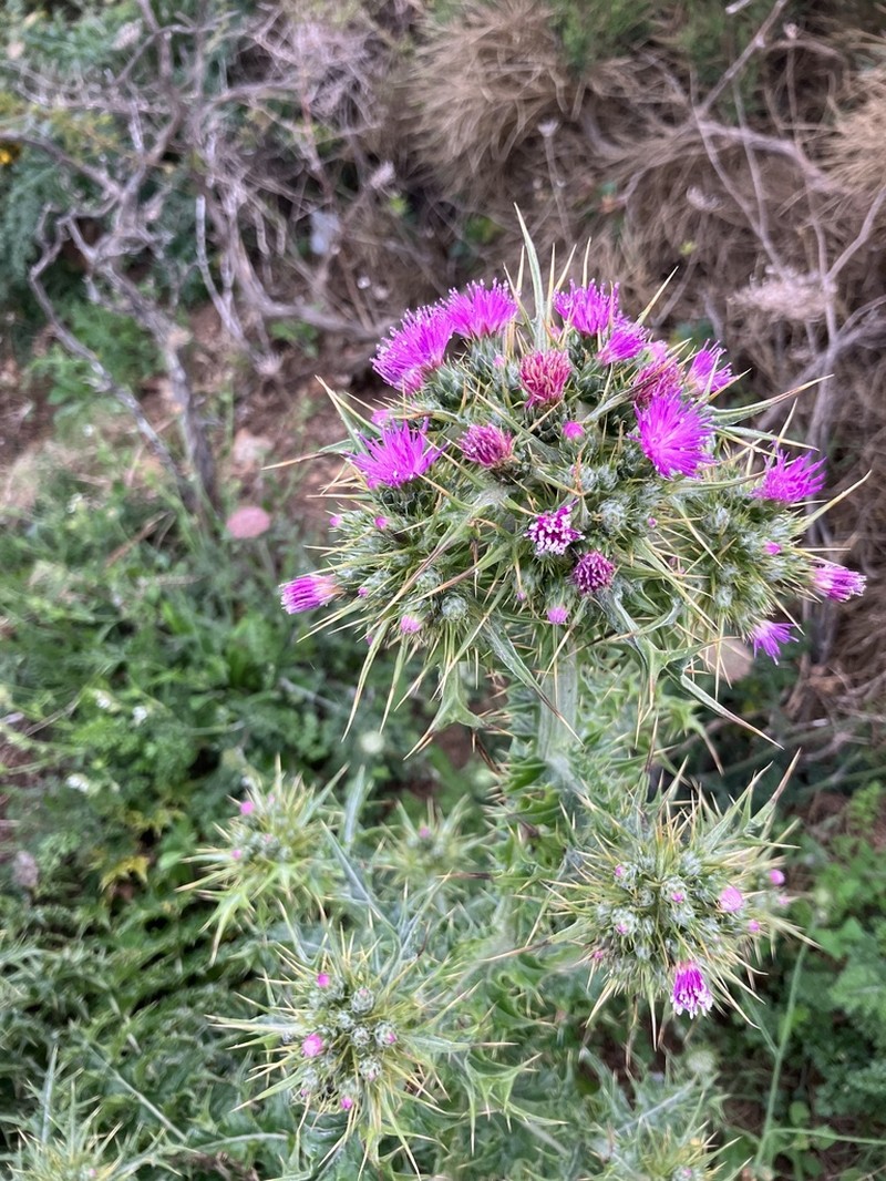 Carduus cephalanthus photo 5
