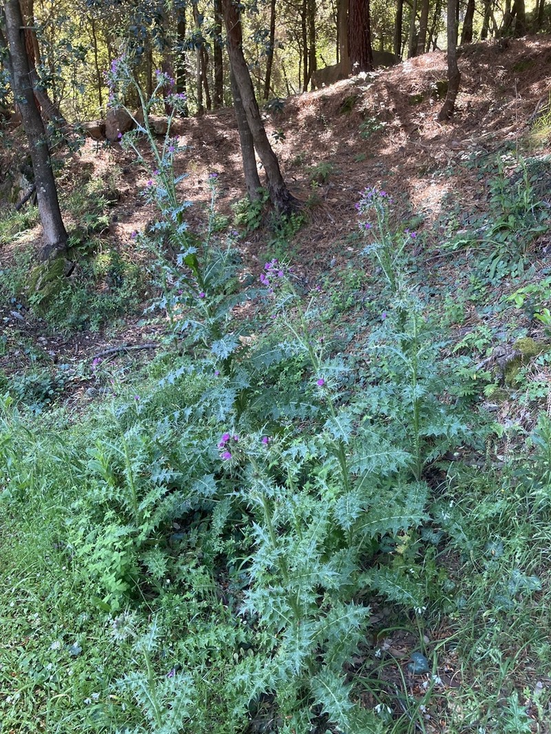Carduus cephalanthus photo 7