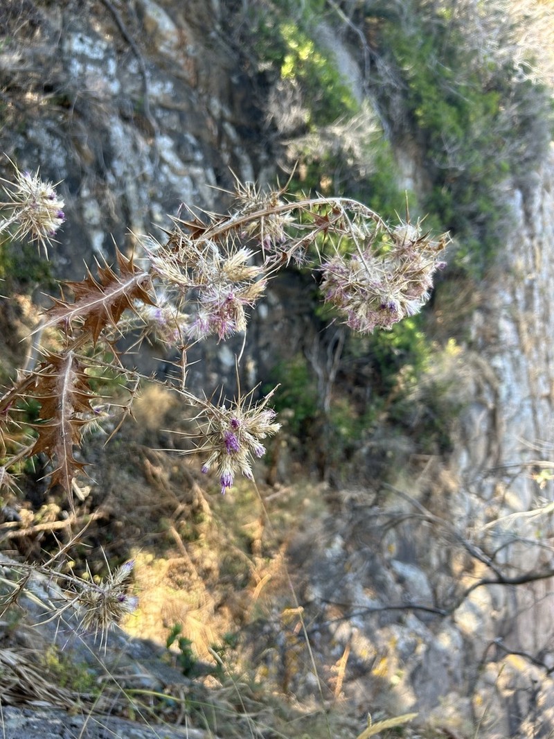 Carduus cephalanthus photo 8