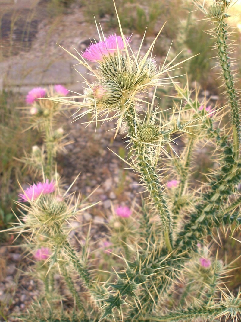 Carduus chevallieri