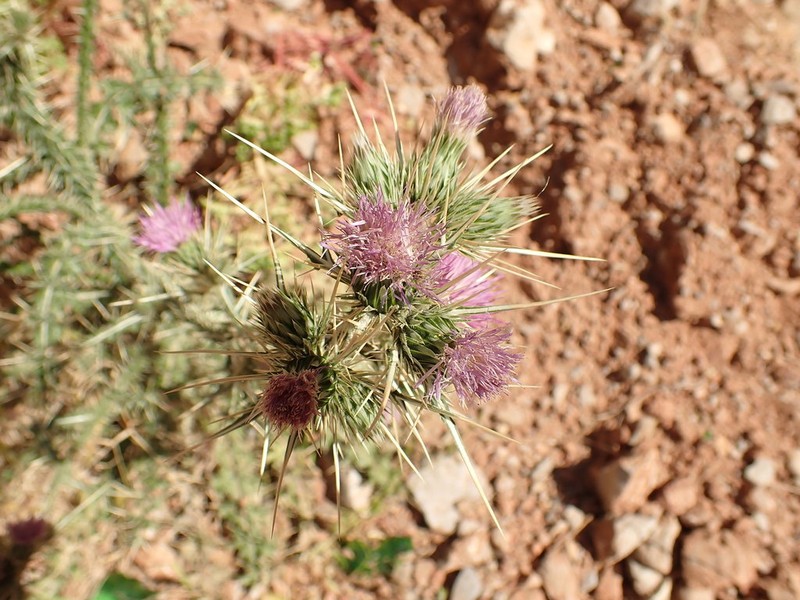 Carduus chevallieri photo 2