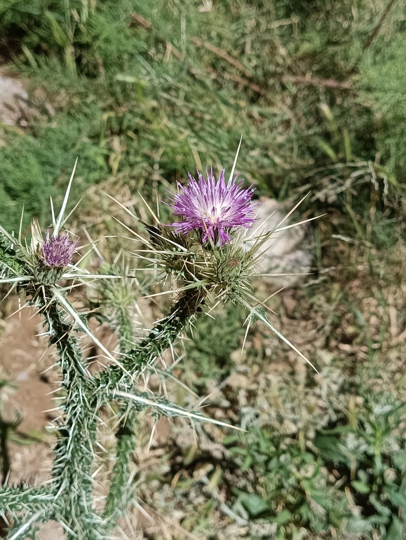 Carduus chevallieri photo 3