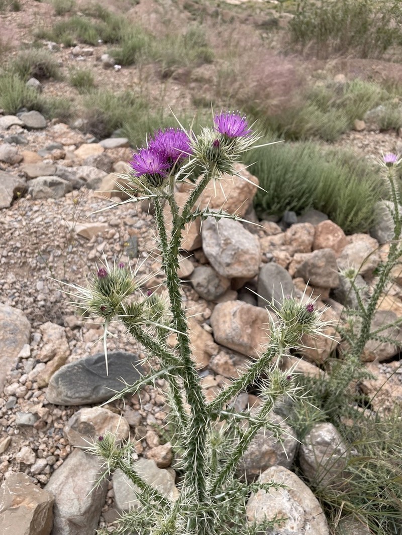 Carduus chevallieri photo 4