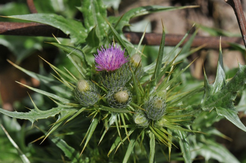 Carduus chevallieri photo 5