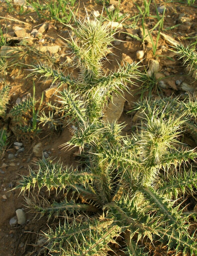 Carduus chevallieri photo 6