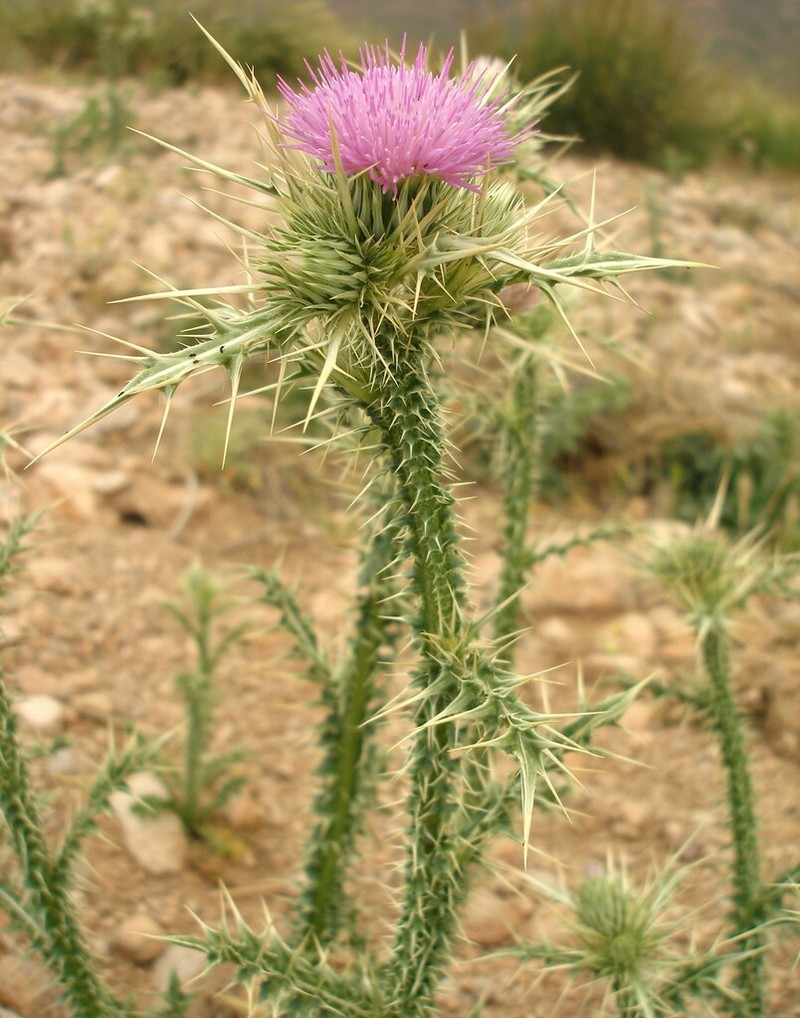 Carduus chevallieri photo 7