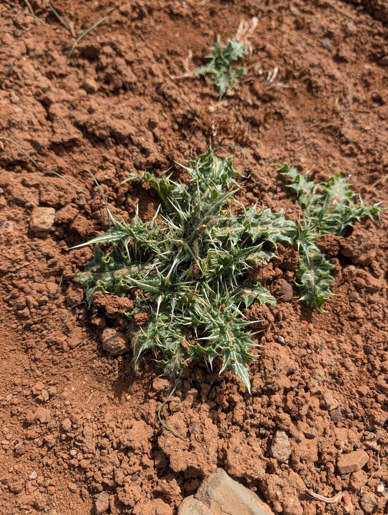 Carduus chevallieri photo 8