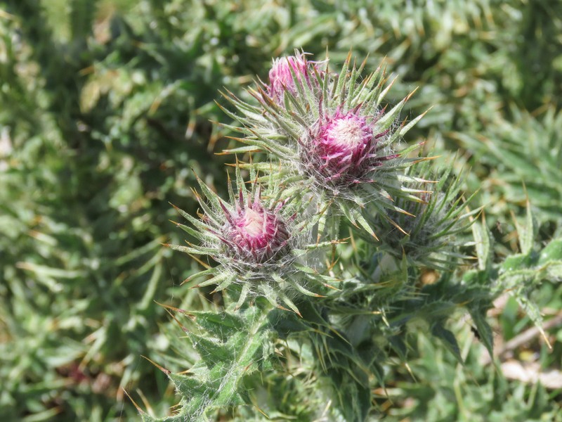 Carduus chrysacanthus