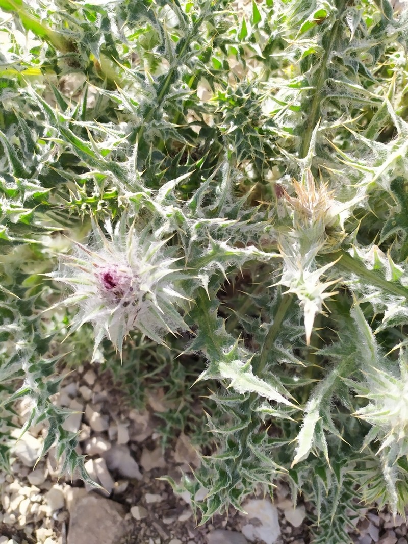 Carduus chrysacanthus photo 2